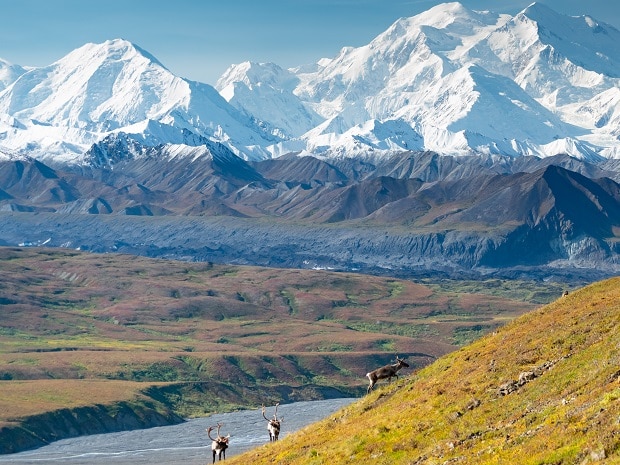 Caribou,Deer,In,Front,Of,Mount,Denali,,Denali,Np,,Alaska